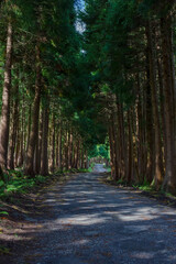 The road in the forest on the island of Terceira in Portuguese archipelago of the Azores.