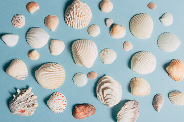 Seashells on blue background. Background. Top view.