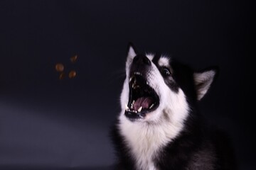 Alaskan Malamute cateches a handful of dry food