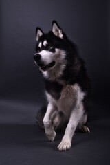 Alaskan Malamute sitting