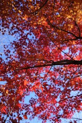 autumn color of Japanese maple leaves