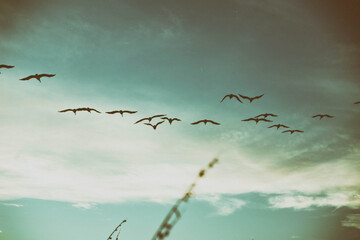 Pelicans flying at the beach
