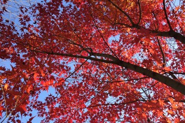 autumn color of Japanese maple leaves