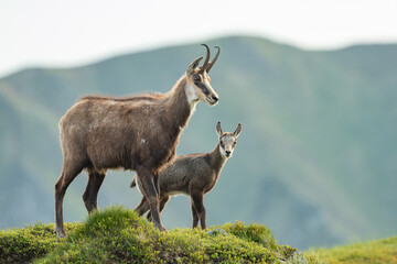 Chamois mom with baby walking on the mountain meadow, Rupicapra rupicapra, Slovakia