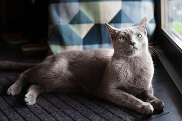 A tired grey cat lies on the floor. Quarantined holidays. Isolation of a house during coronavirus. Blue pillow on the floor. Green eyes kitten.