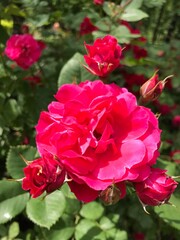 Colorful blossom flowers of roses in the park, Moscow 