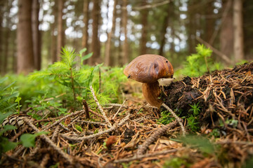 Mushroom in the forest. Bay bolete mushroom, Imleria badia, Slovakia