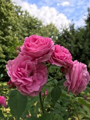 Colorful blossom flowers of roses in the park, Moscow 
