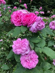 Colorful blossom flowers of roses in the park, Moscow 