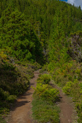 Fototapeta na wymiar Gruta do natal hiking trail on the island of Terceira in Azores.
