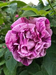 Colorful blossom flowers of roses in the park, Moscow 