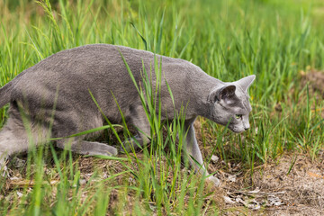 Fototapeta premium A beautiful gray cat went hunting. Green grass, sunny day, wary cat. Green background, brown land. Kitten is looking for birds.Forest background with sand and grass.