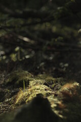 moss on the tree