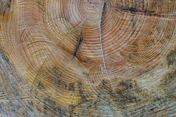 Cross section of a cut tree trunk with natural wood texture