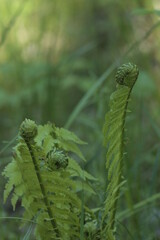 fern in the forest