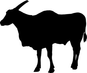 Silhouette of Eland antelope standing,isolated on white background.