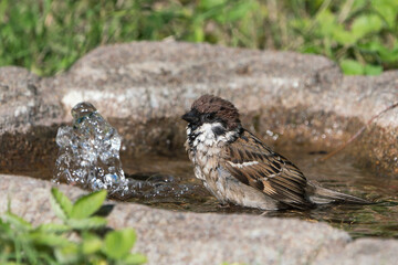 Side view of wet cute bathing european tree sparrow facing left