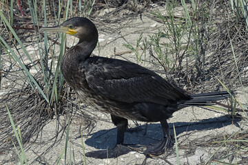 Great Cormorant Phalacrocorax Carbo