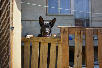 Cute puppy of german shepherd looking with cute eyes through wooden fence. Dog imprisoned in cage looking for help.  Puppy in slovak gypsy village want to play, but he is chained on the yard.