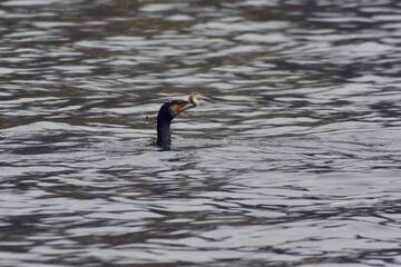flying cormorant over the lake. Phalacrocorax lucidus in freedom 