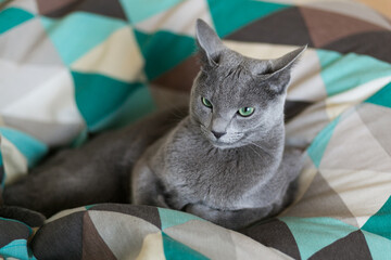 A very beautiful kitten turned one year old. Russian blue breed cat thought. A kitten in a blue...