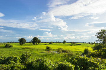 Obraz premium Cambodia Kambodscha Natur Raw