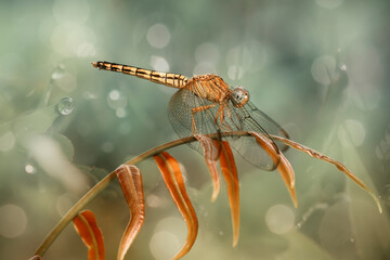 dragonfly resting on a branch