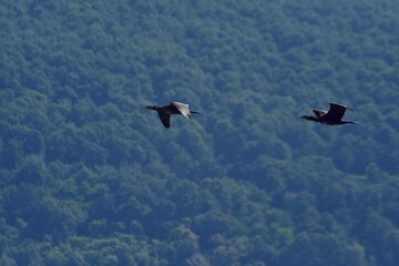 flying cormorant over the lake. Phalacrocorax lucidus in freedom 