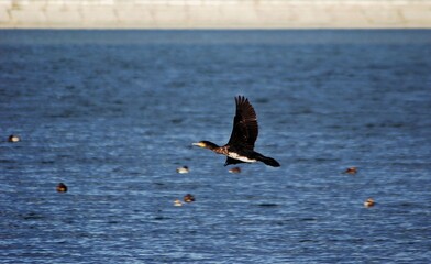 flying cormorant over the lake. Phalacrocorax lucidus in freedom 