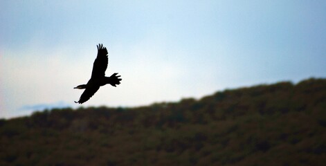 Fototapeta premium flying cormorant over the lake. Phalacrocorax lucidus in freedom 