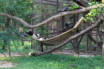 Dusky leaf monkey, Langur in the zoo.