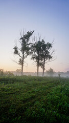 Obraz premium tree in the mist
