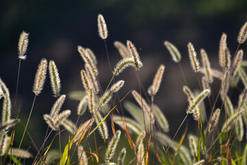 Grass In The Morning