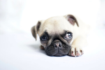 Cute fawn colored pug puppy laying on white floor looking sidewards. The pug is a breed of dog with physically distinctive features of a wrinkly, short-muzzled face, and curled tail.