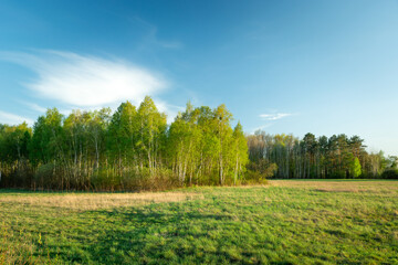 Glade and forest with birches on a spring day