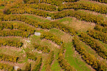 Trevigiani hills / Vineyards