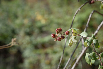 Blackberry with red fruits on its branch in nature. Wild fruits.