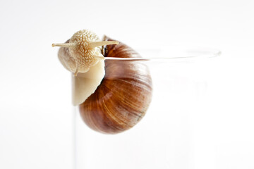 A grape snail with a brown shell crawls along the edge of a glass cup on a white background.