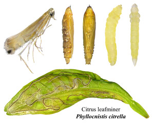 Moth Citrus Leafminer, Phyllocnistis citrella, (Lepidoptera: Gracillariidae). Development stages...