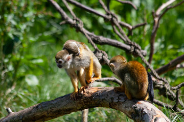 Naklejka na ściany i meble two little wild monkeys on a fallen tree and green blurry background in the jungle
