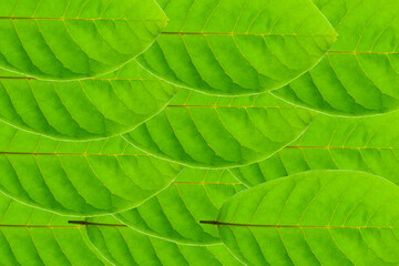 Group of leaves gathering in the background.