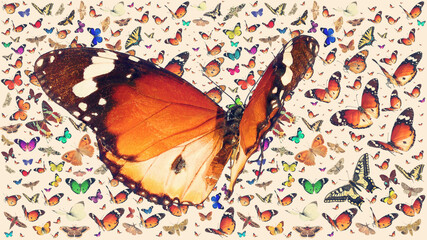 Butterfly of Danaus chrysippus (Plain tiger or African monarch) flying against the background of multi-colored butterflies