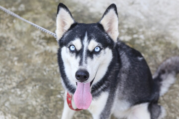 siberian husky portrait
