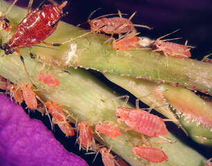 Aphids (plant lice, greenfly, blackfly or whitefly), (Hemiptera: Aphididae) are among the most...