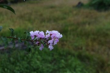 pink flowers in the field