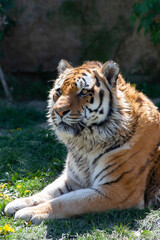 Obraz premium portrait of the head of a wild majestic tiger