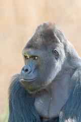 
close-up shapely portrait of a wild gorilla male in the wild with blurred background