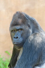
close-up shapely portrait of a wild gorilla male in the wild with blurred background