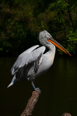 wild white pelican with feathers and wings and an orange beak on the surface of a lake in the wild. the sun reflects on the water