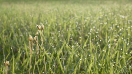 Old dry flowers on a blurry green background of a meadow with shining dew in the May morning.